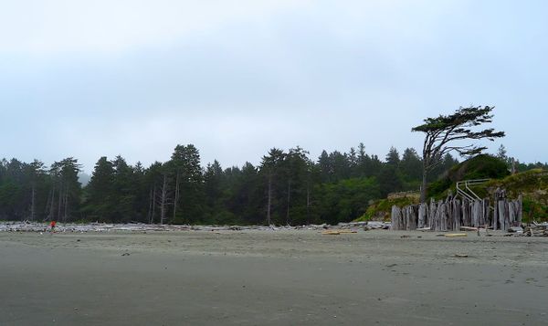 the olympic forest on the washington coast. the pacific ocean in all its might is slightly offscreen. a small figure in a bright red parka walks along a fallen forest of driftwood. 