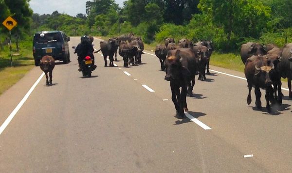 a herd of water buffalo walks down a rural street