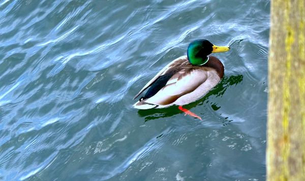 a mallard duck floats in the water