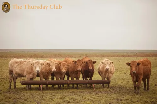 The Thursday Club: Buy Local Meat