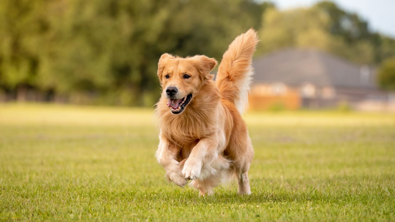 Healthy Dog