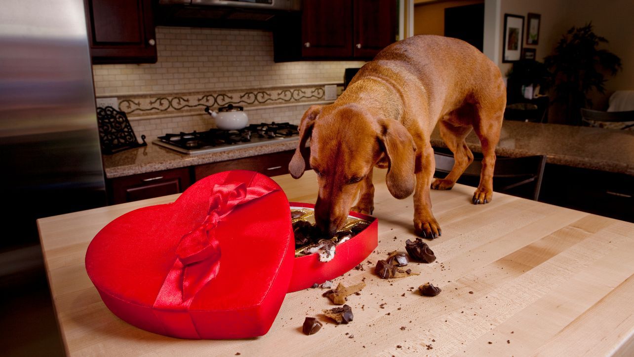 Dog Eating Chocolate