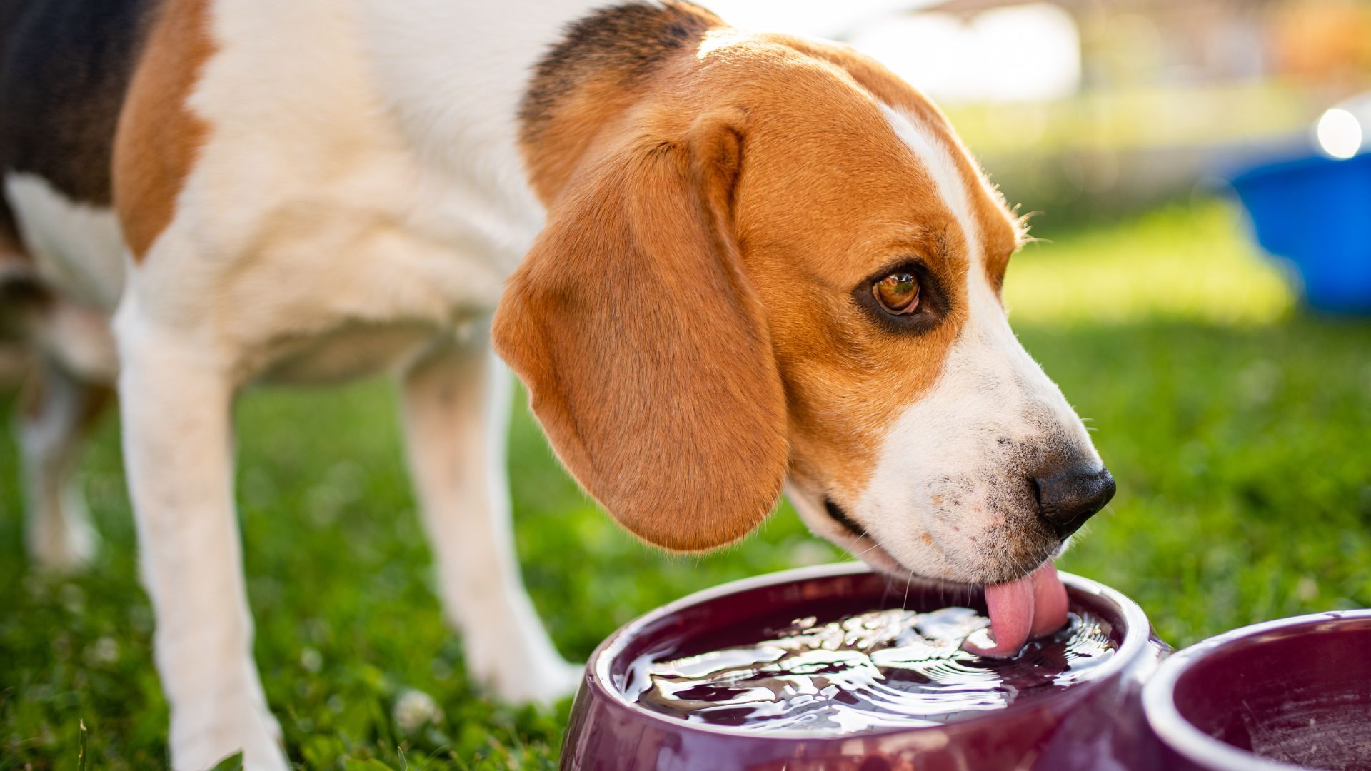 A dog taking a break and being provided with hydration