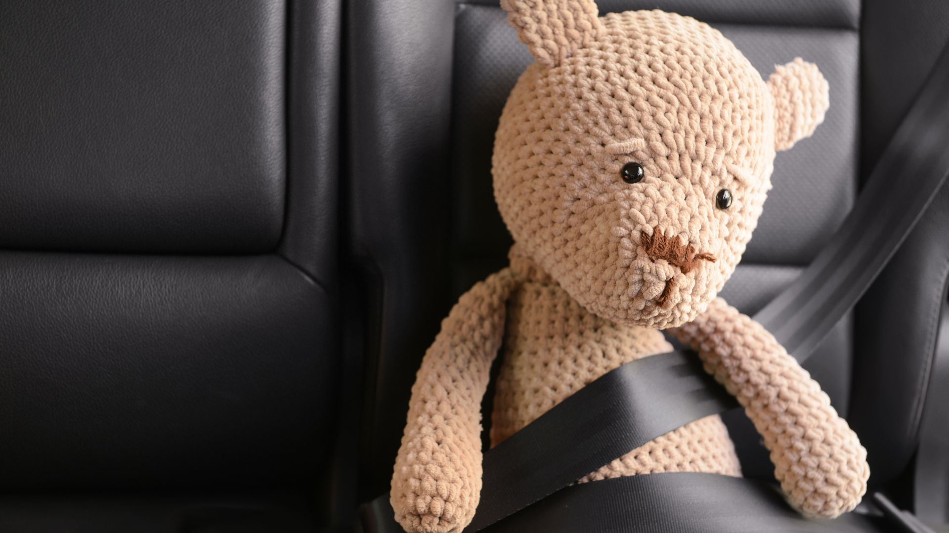 A dog being secured in the car with a seat belt