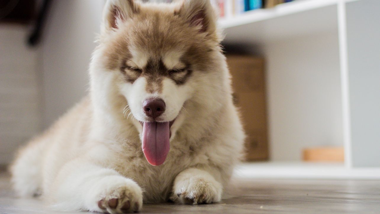 Best Collar For Long Haired Dogs