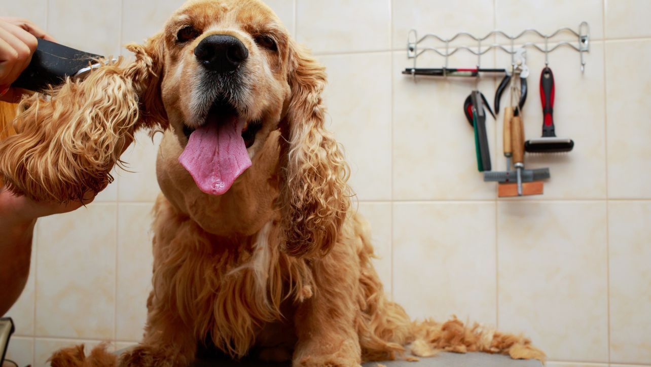 Best De-Matting Tool For Dogs