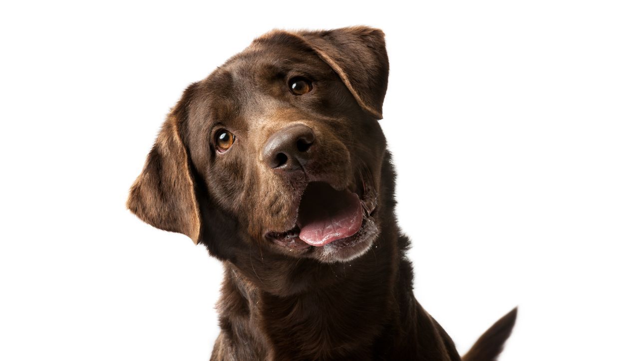Best Dog Brush For Labs