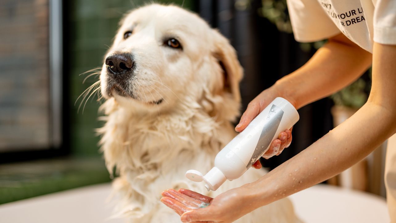 Dog Being Shampooed