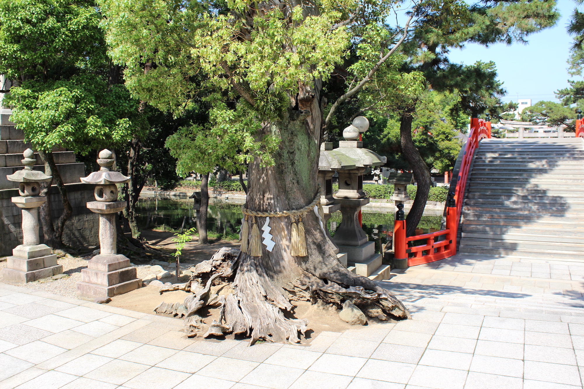 Holy tree in Osaka shrine