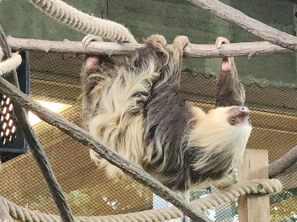 Sloth hanging from a branch