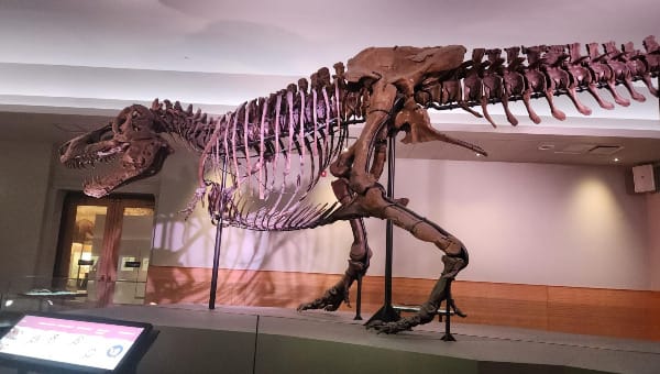 Skeleton of a Tyrannosaurus rex