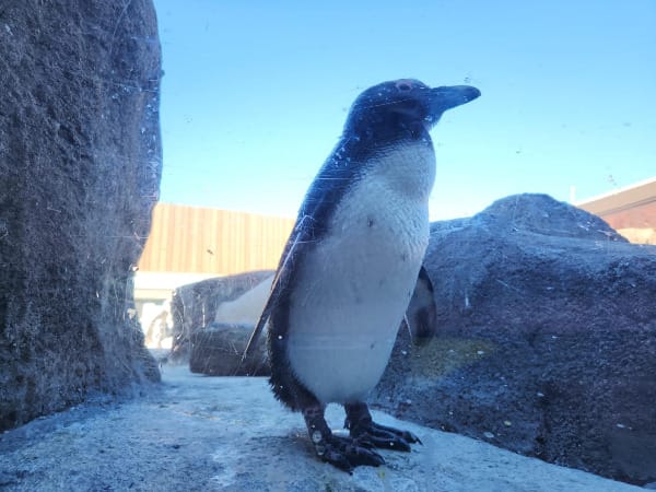 A penguin standing on a rock