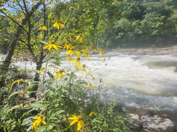 Yellow flowers bloom on the shore beside rapidly rushing water