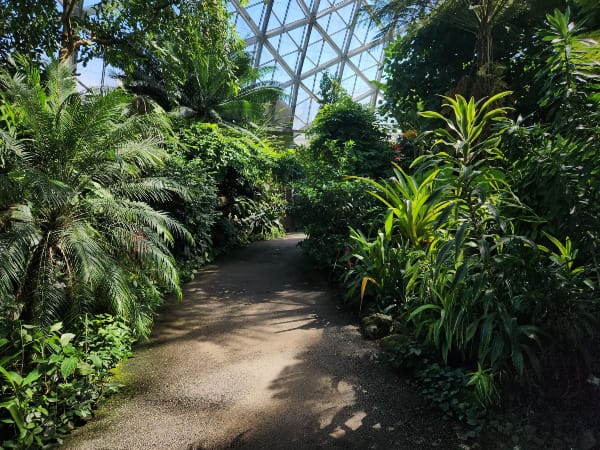 A path with green plants on either side