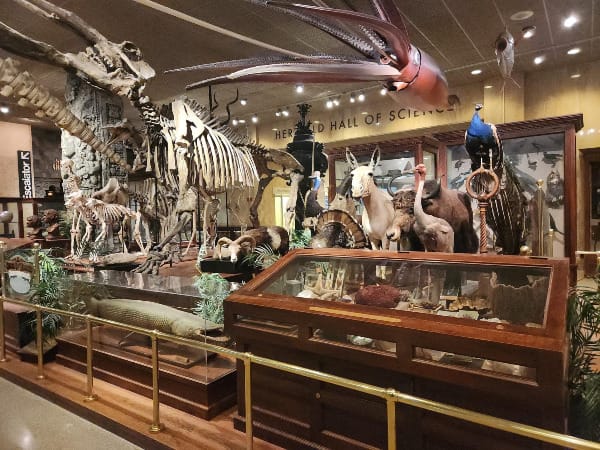 Collection of animal skeletons and taxidermied animals