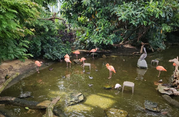 Ten flamingos stand in a shallow pool of water