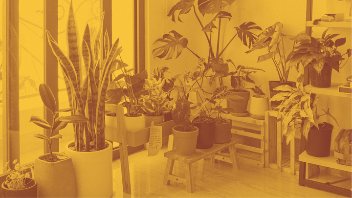 A photo of a large collection of houseplants.