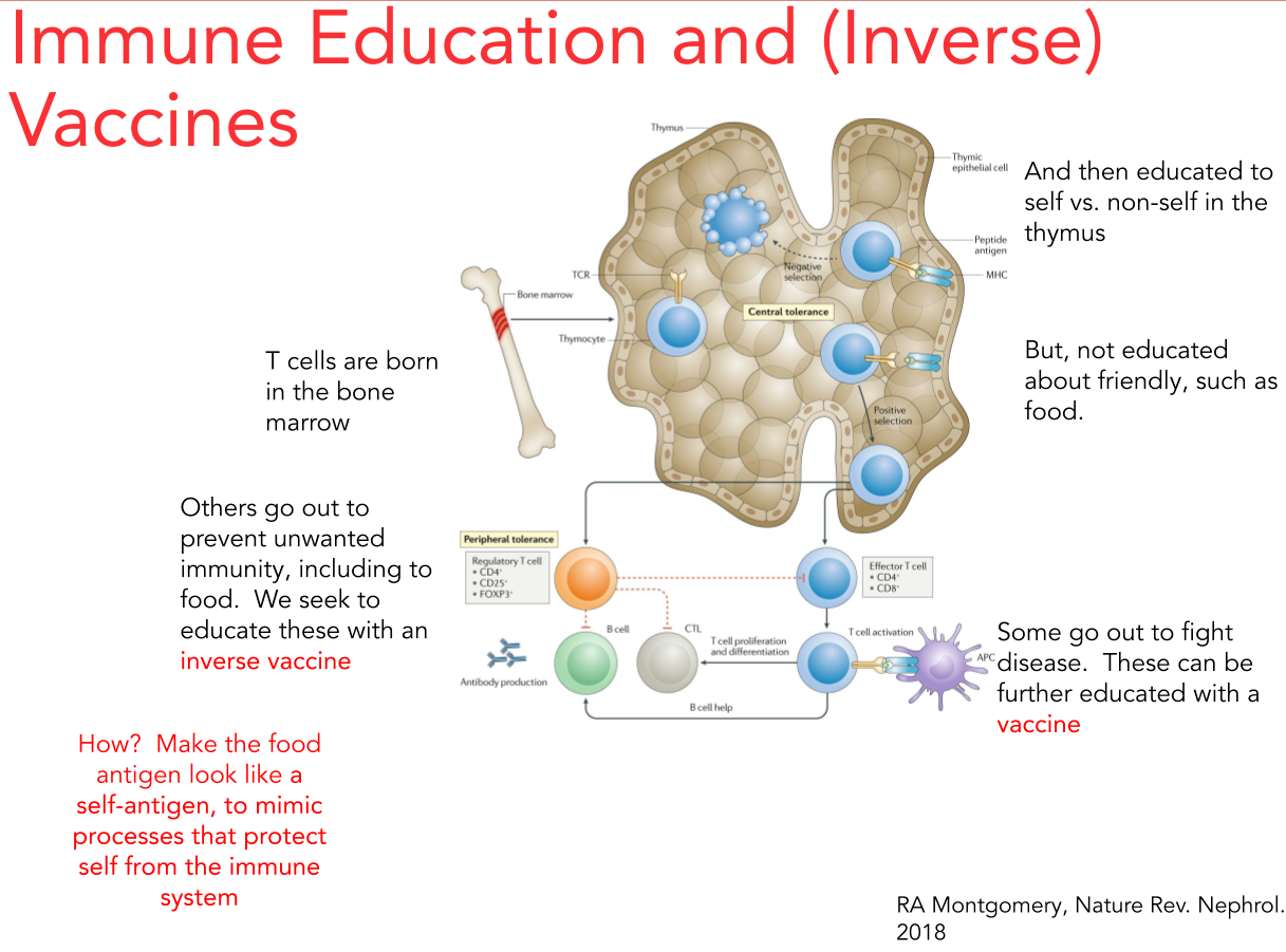 Inverse Food Allergy Vaccines Through Targeted Antigen Delivery — Inverse Vaccine | UPSC