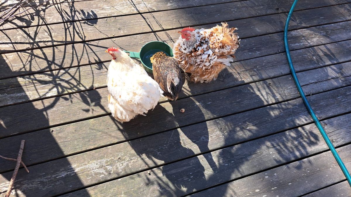 Hemmavid sommar 2025