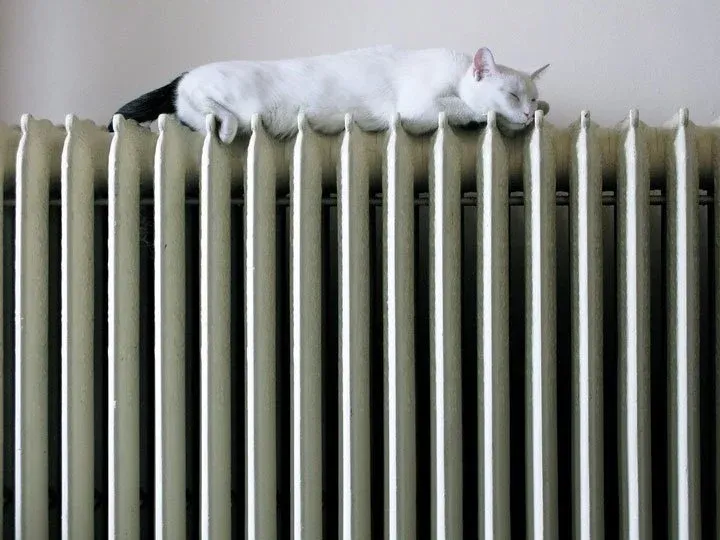 chat sur chauffage
