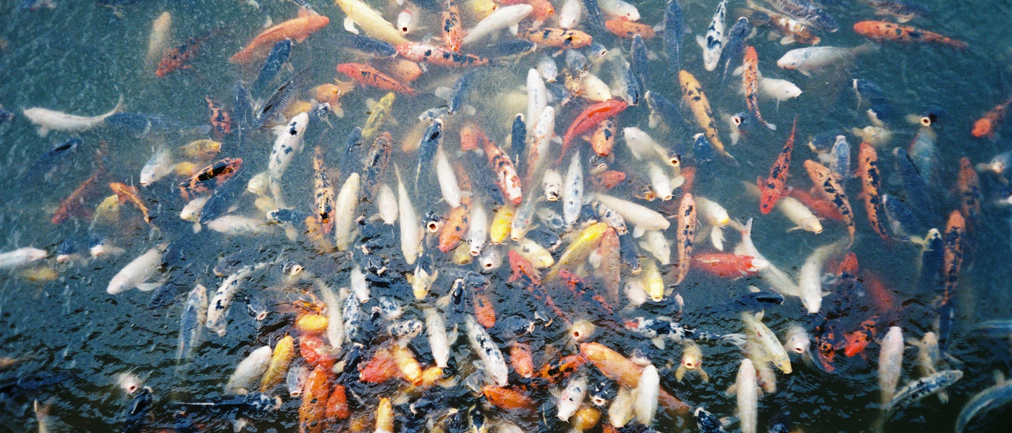 Experimental Film Photography by Alex Bickford