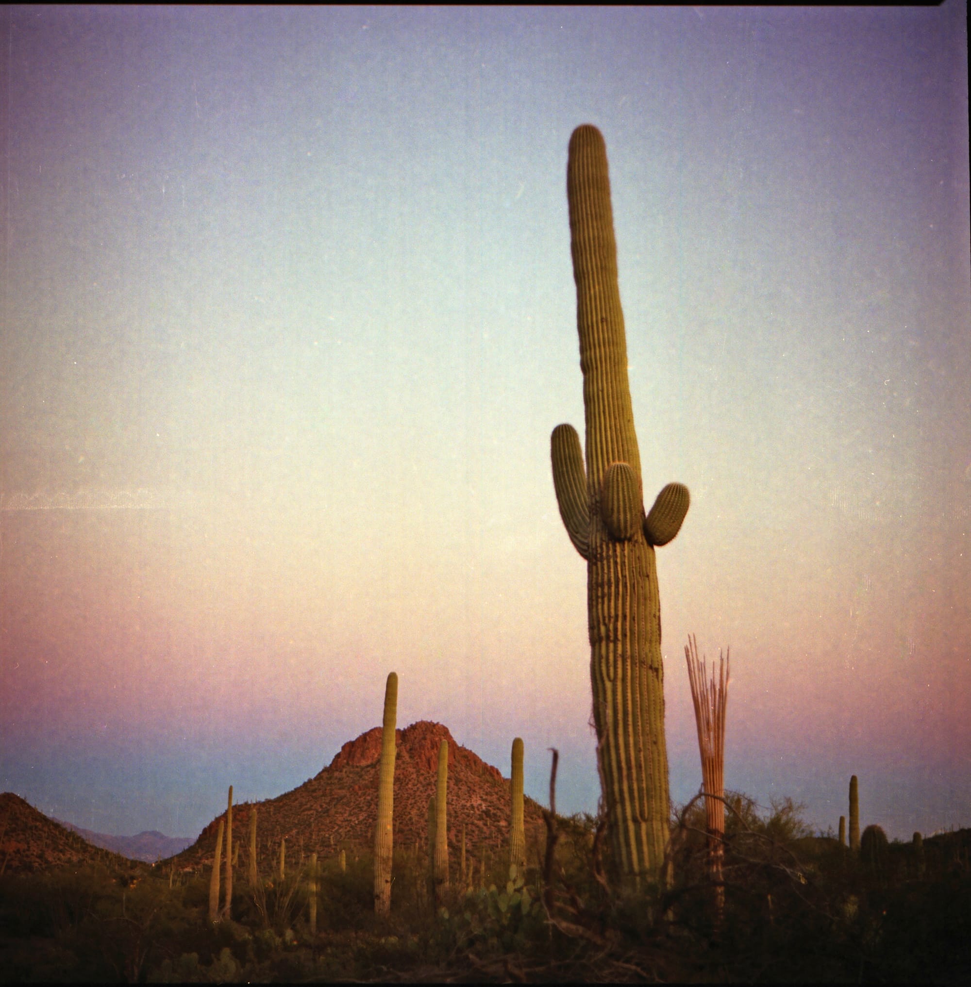 A tall saguaro cactus stands prominently in the foreground, with smaller cacti and a rocky hillside visible under a soft, pastel-colored sky.