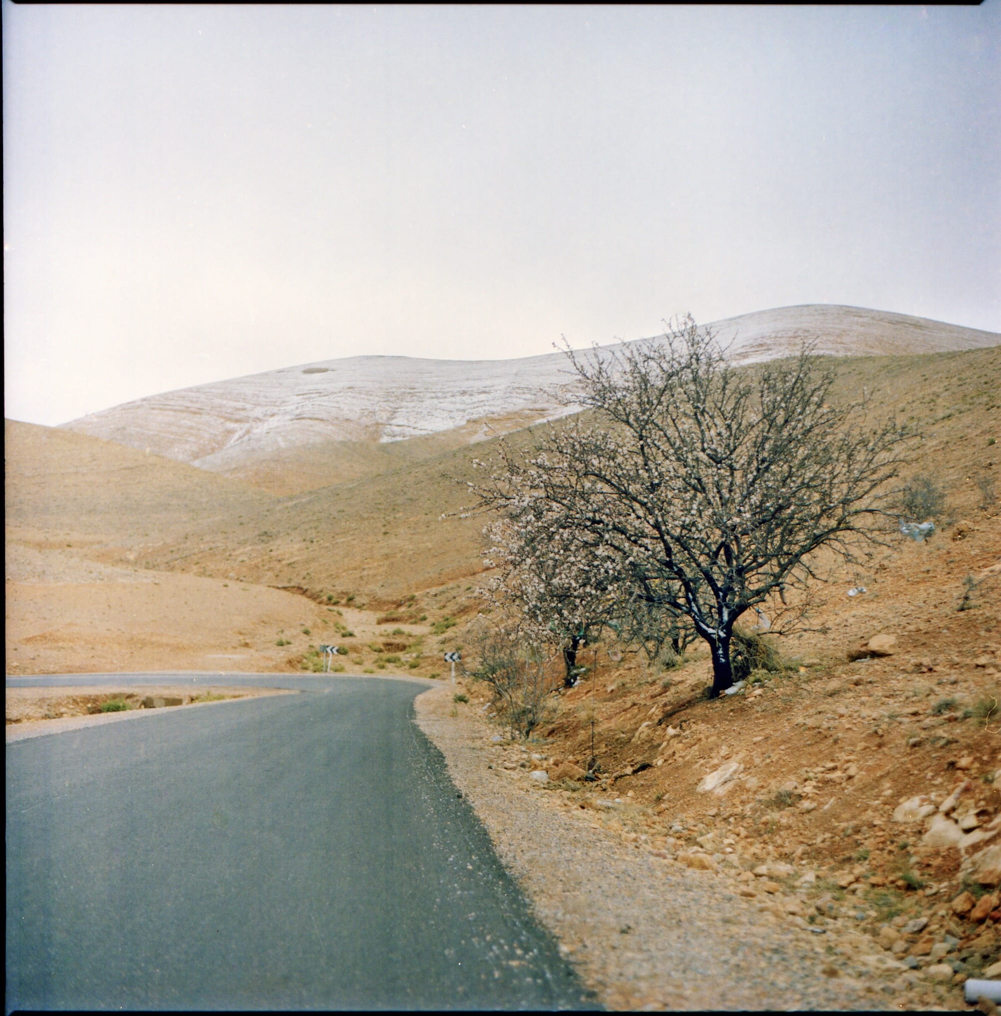 A winding road curves through a dry, hilly landscape with sparse vegetation and a lone tree near the roadside.