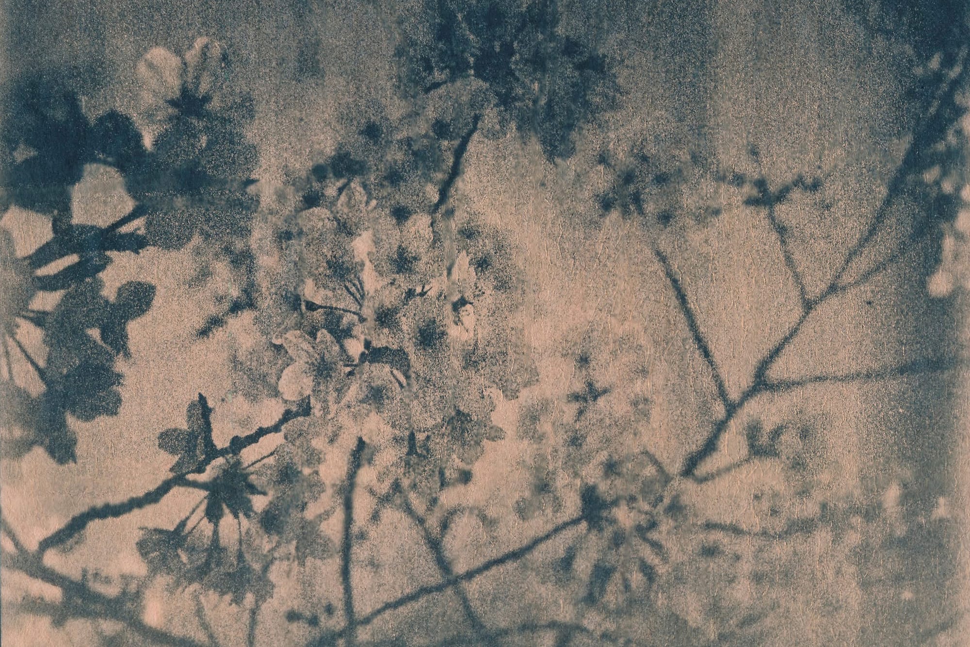 Flora and Fauna: Cyanotypes by Marek Majewski