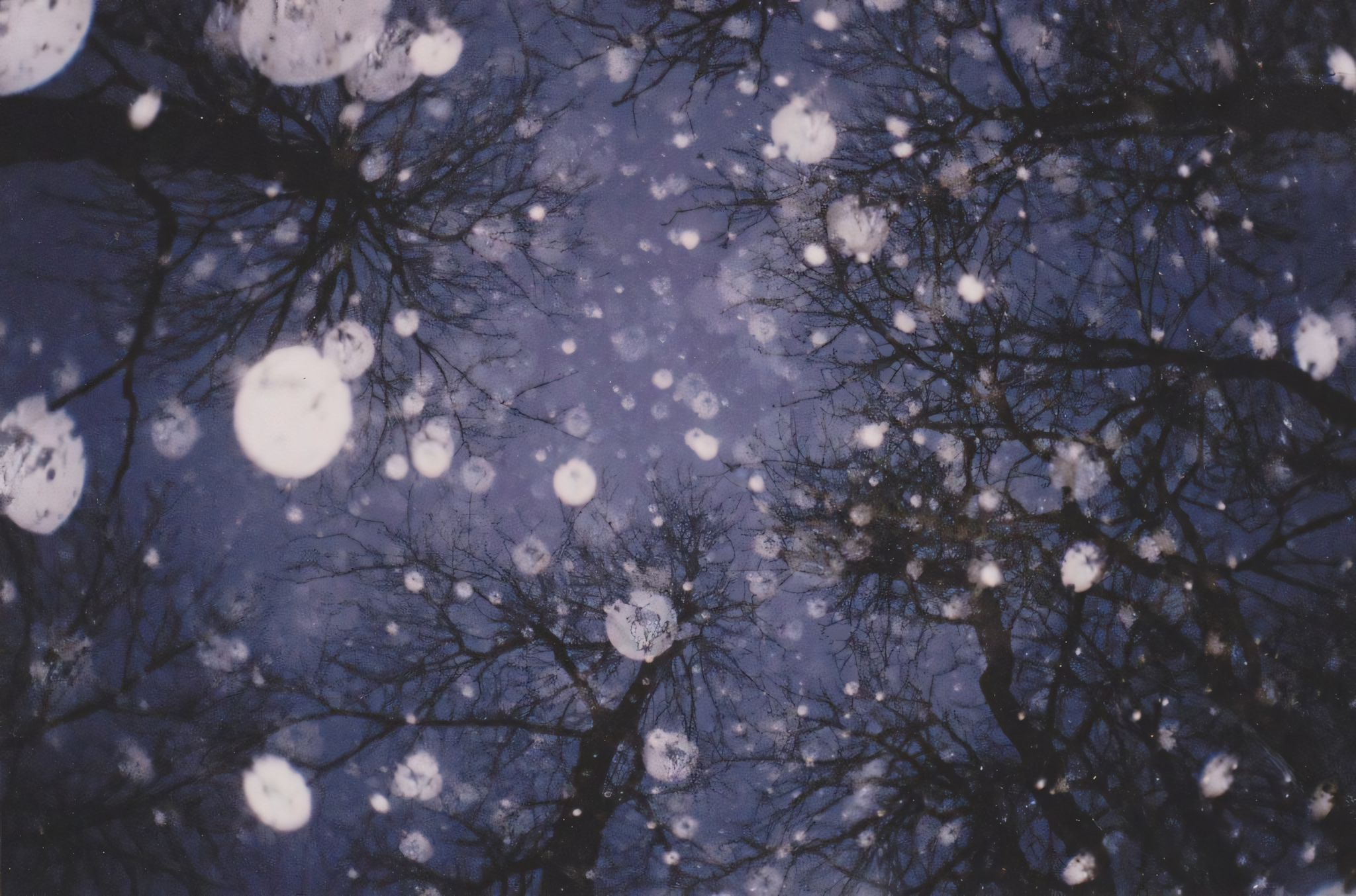 Dark night sky with snowflakes and silhouetted tree branches.