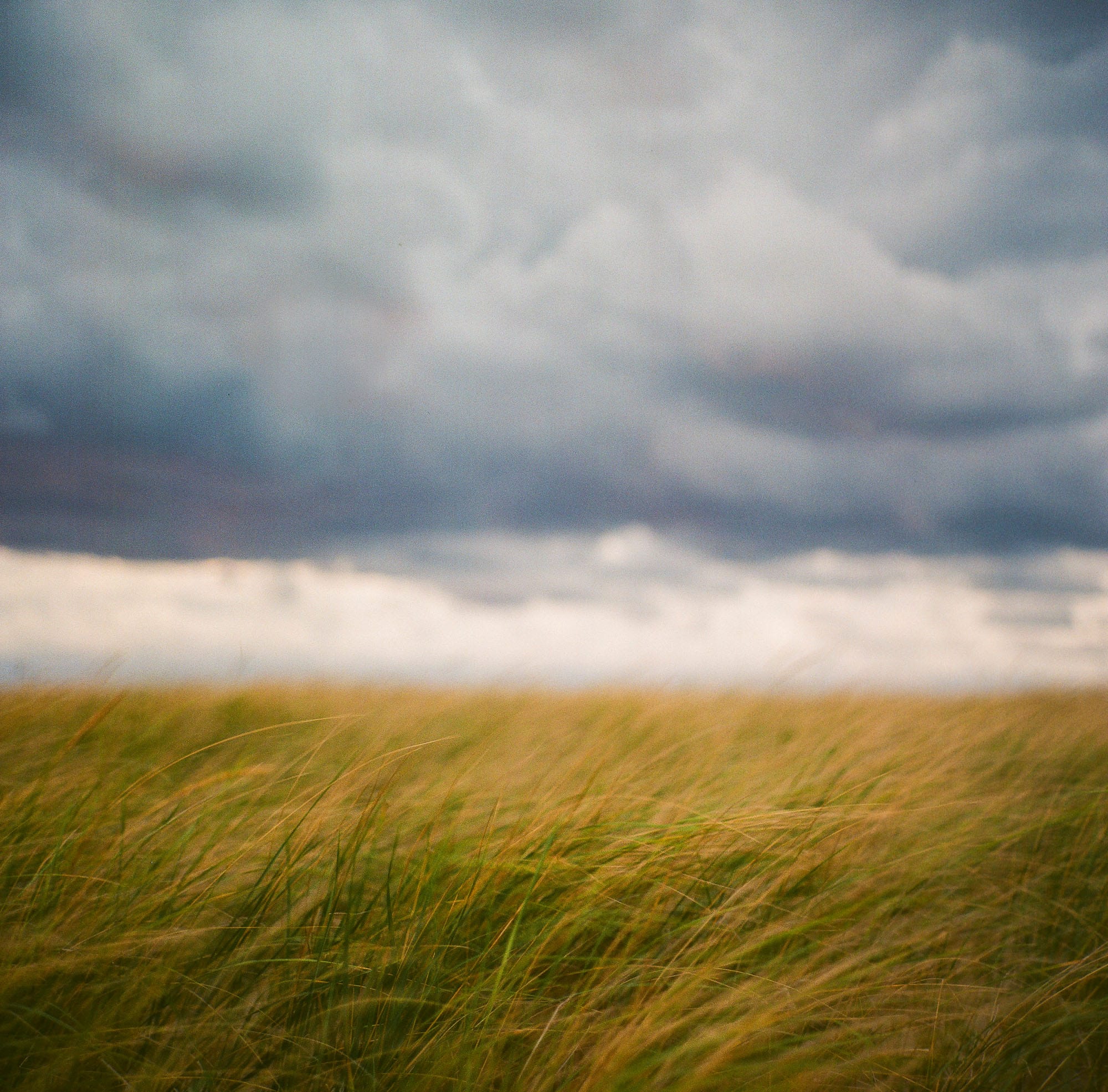 Windswept wheat field under dramatic storm clouds.