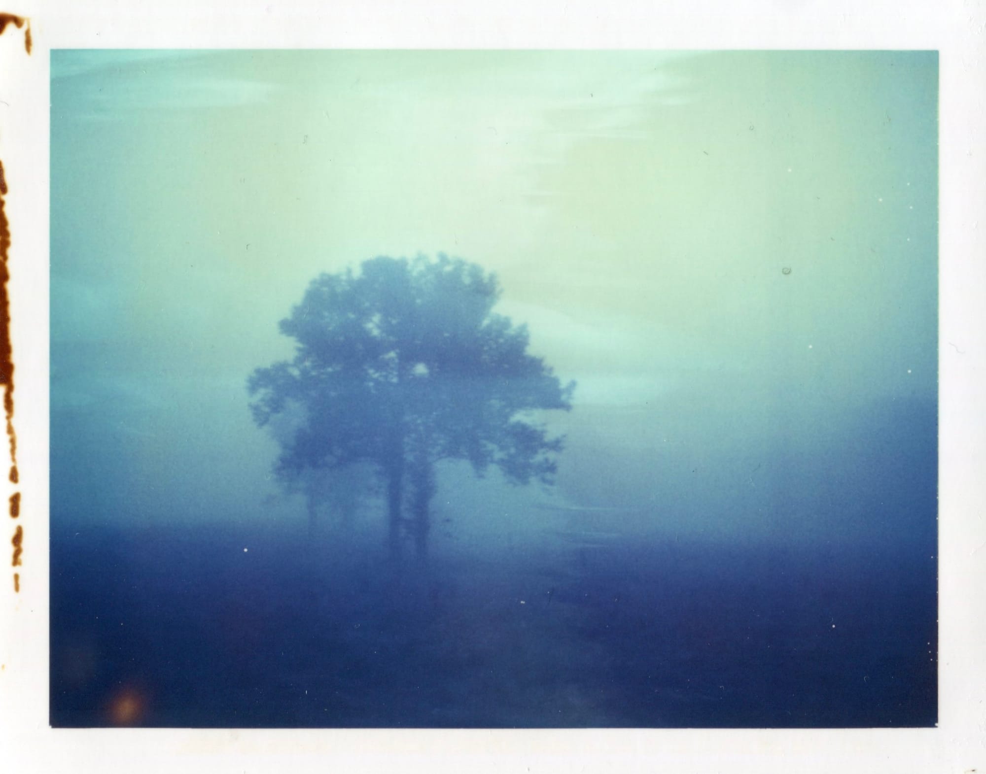 Tree silhouette in blue fog with light leak on expired instant film.