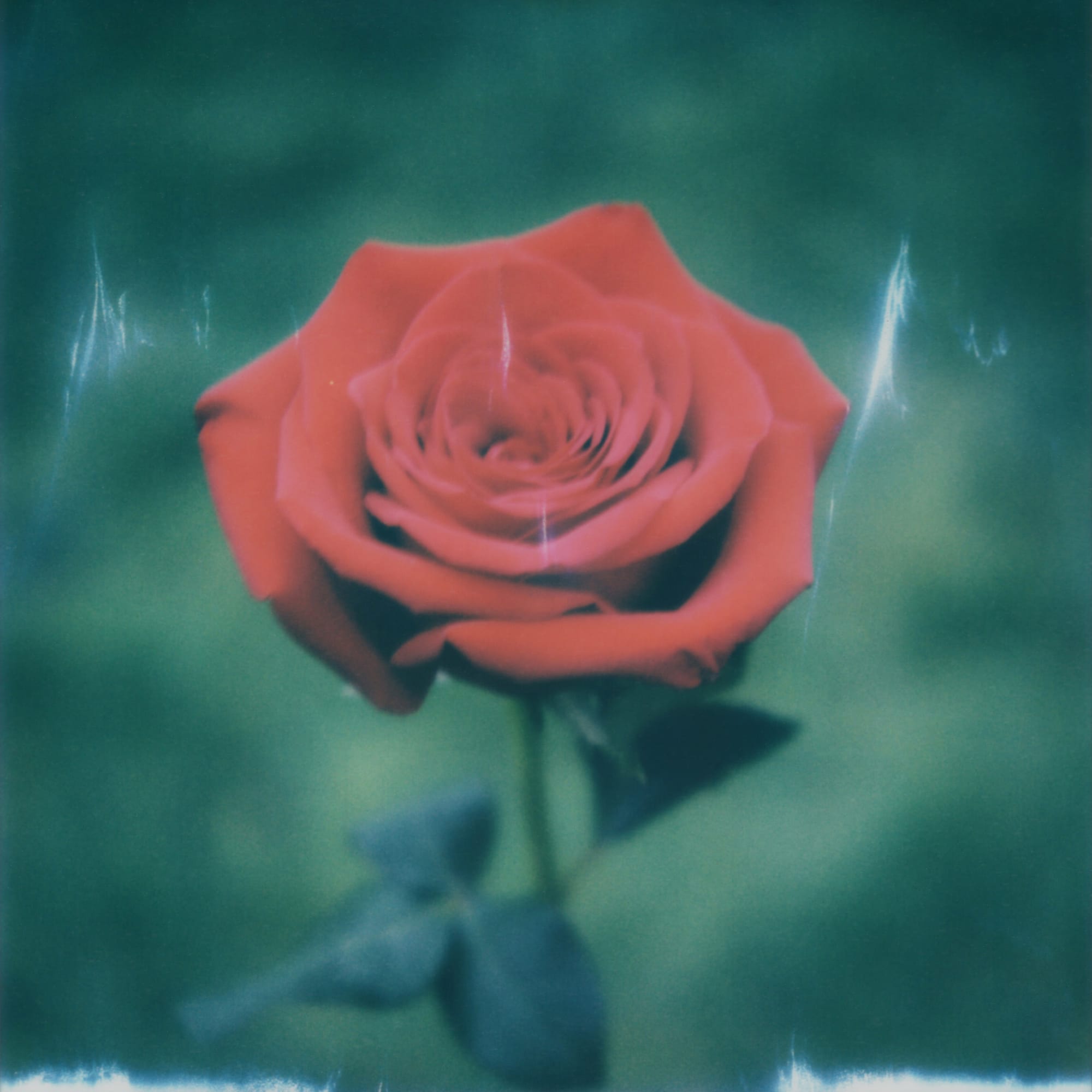 Single red rose against teal background with light streaks and vignetting.
