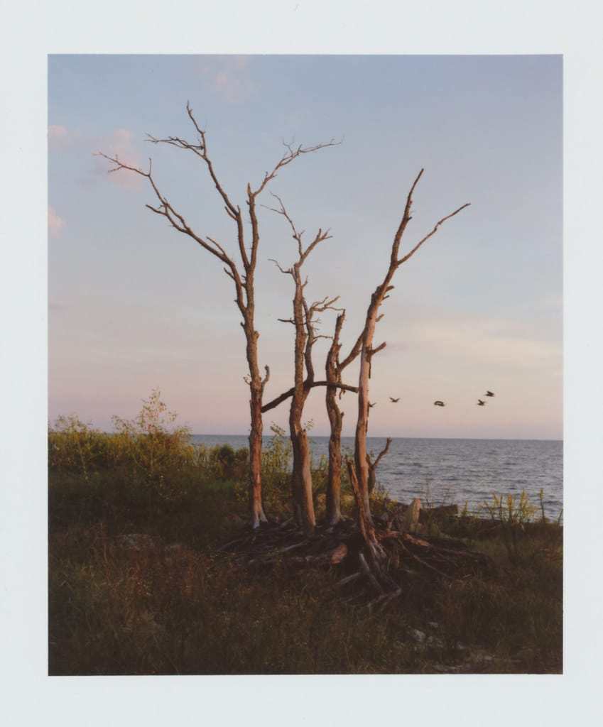 Dead trees by waterfront at sunset with birds flying.