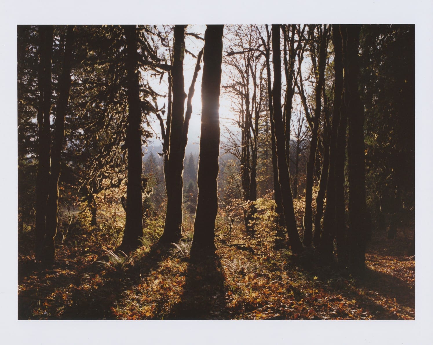 Forest with sun breaking through tree trunks.