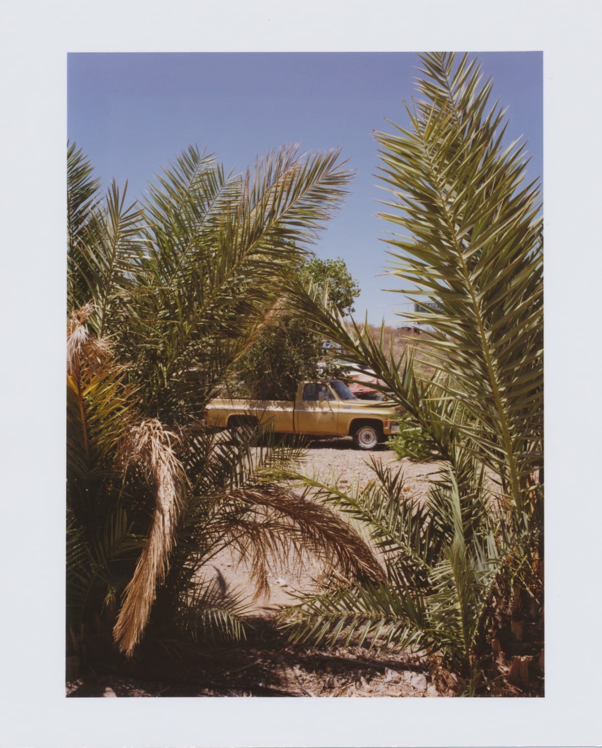 Vintage truck behind palm fronds in sunny lot.