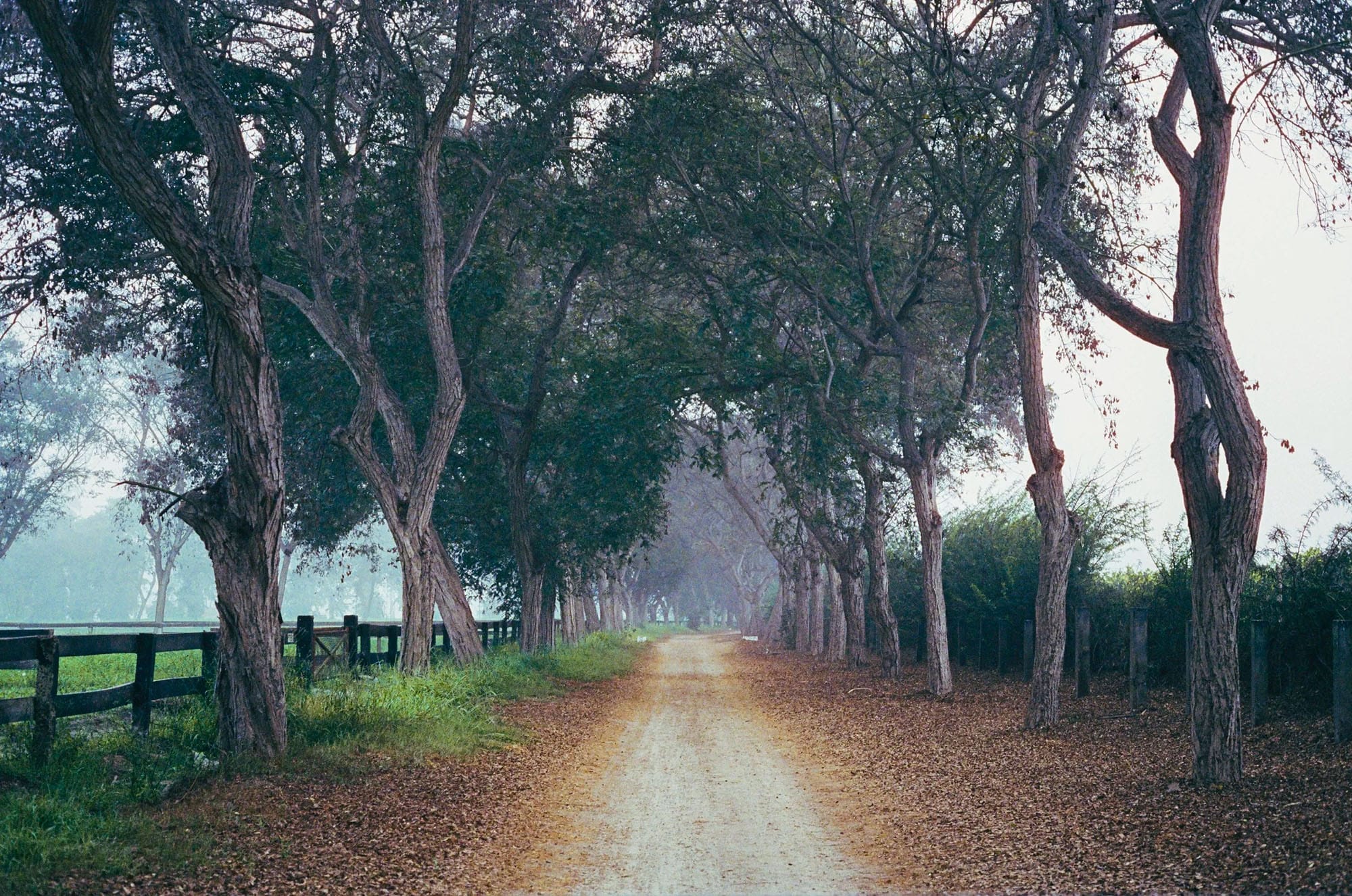 Tree-lined dirt road disappears into morning fog with wooden fence.
