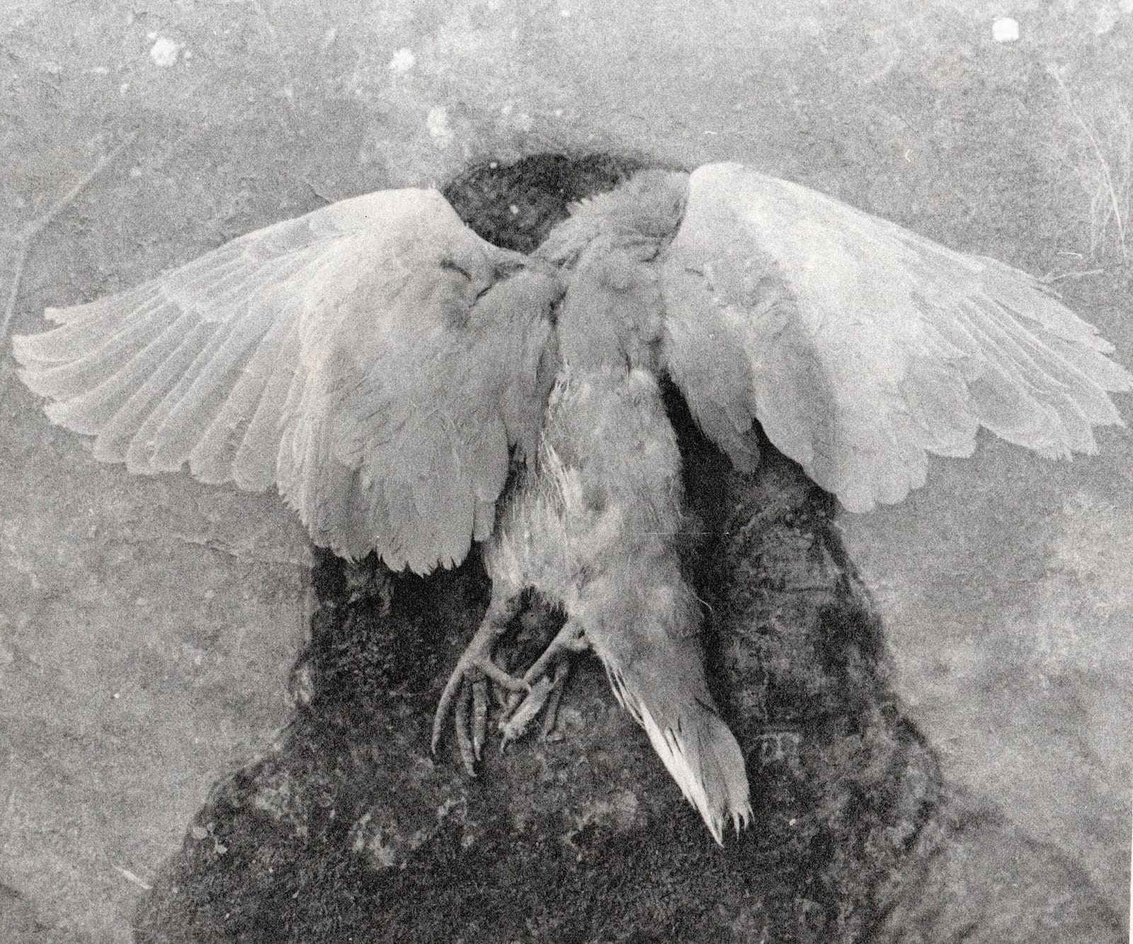 The Ethereal Film Work of Joanna Pallaris