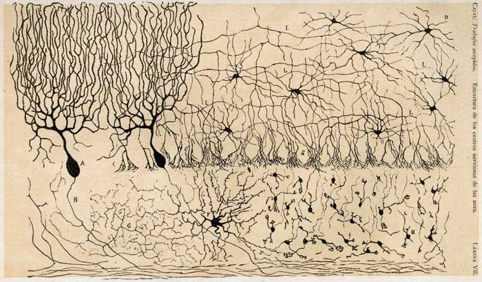 Neuroderechos y privacidad mental, en Chile