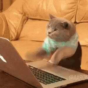 Nosotras respondiendo el chat