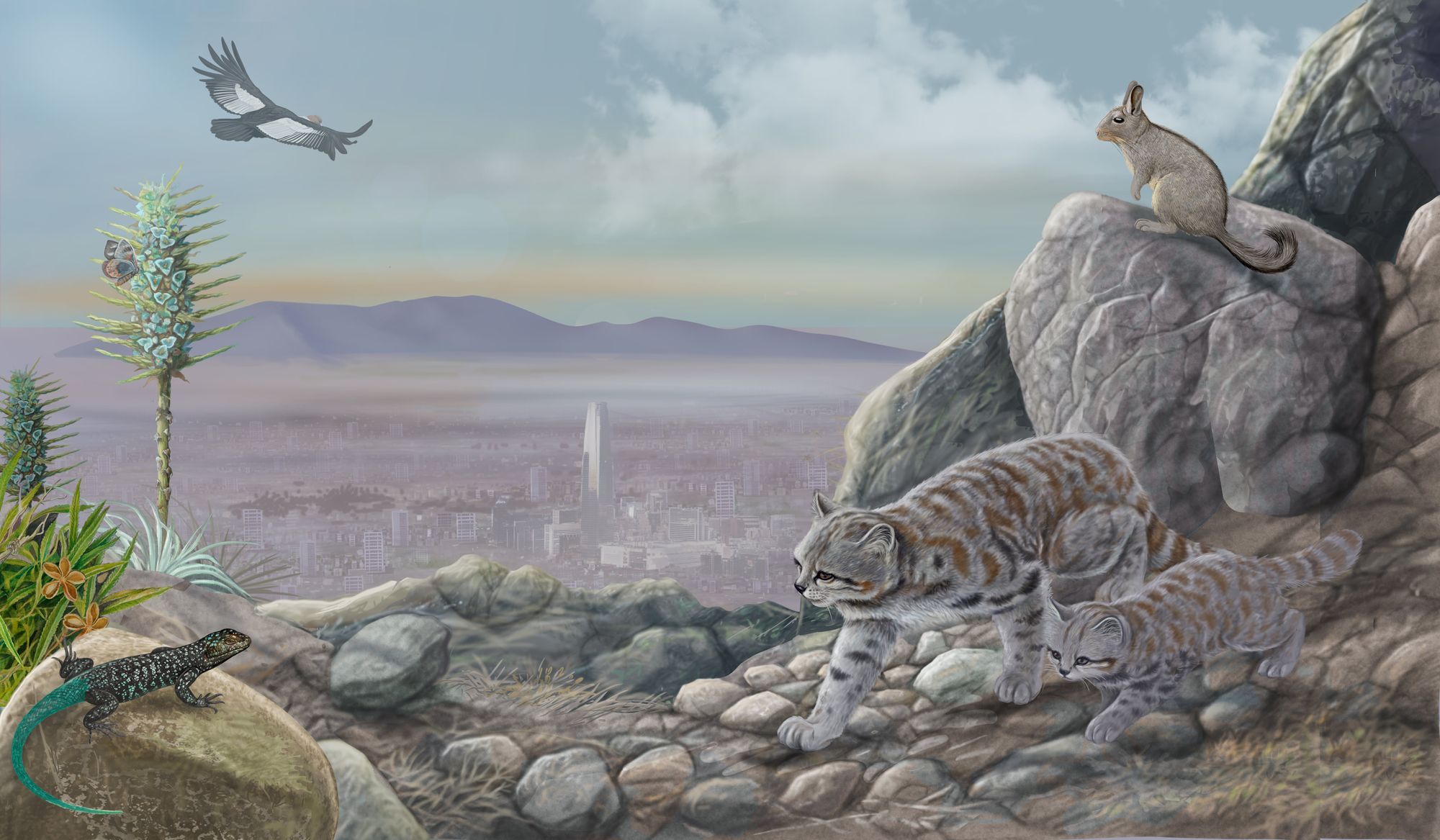 The most endangered feline in all of The Americas has always been in the Santiago Mountain range
