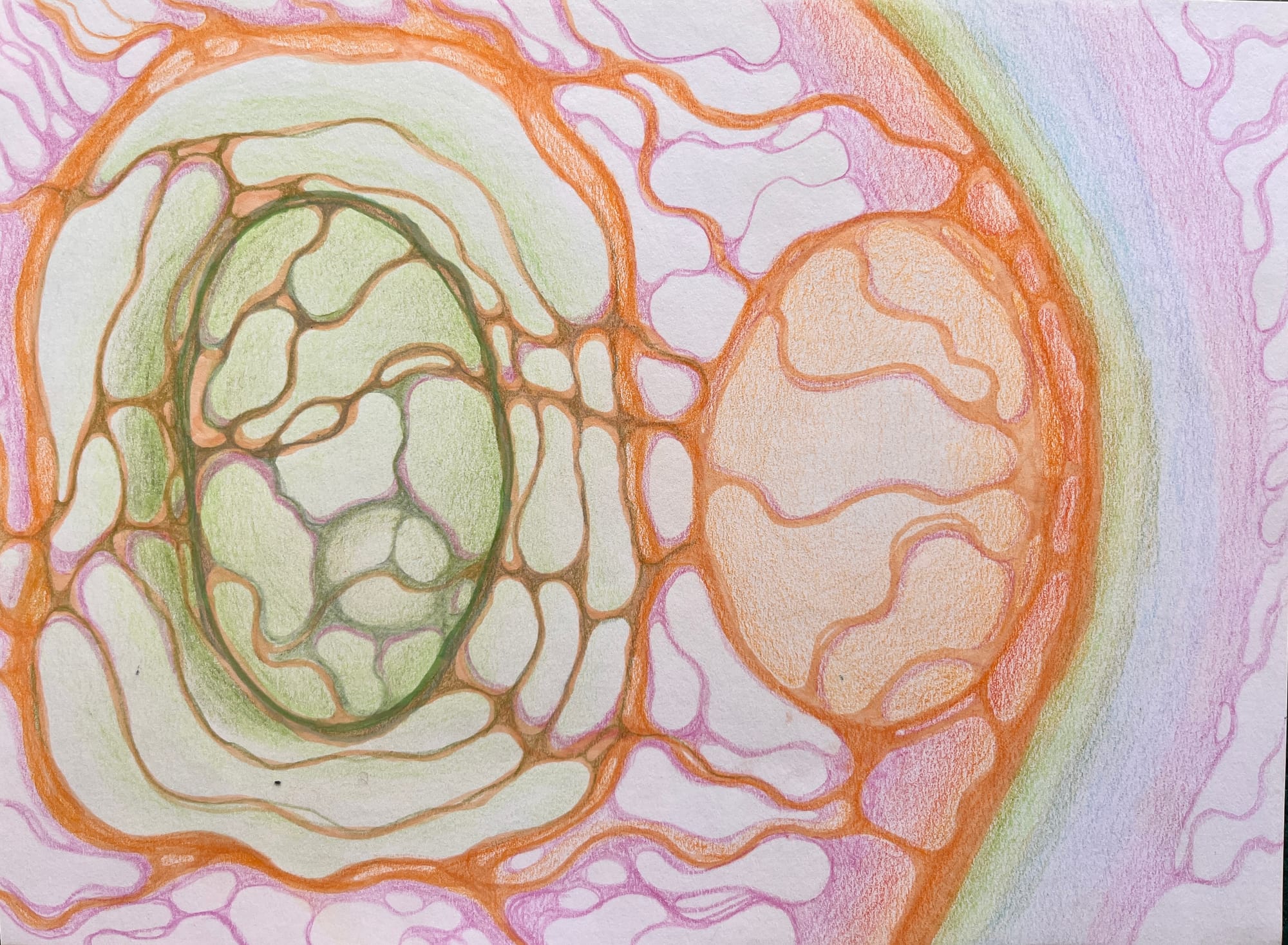 Hand-drawn image of an egg-shaped embryo inside a larger membrane.