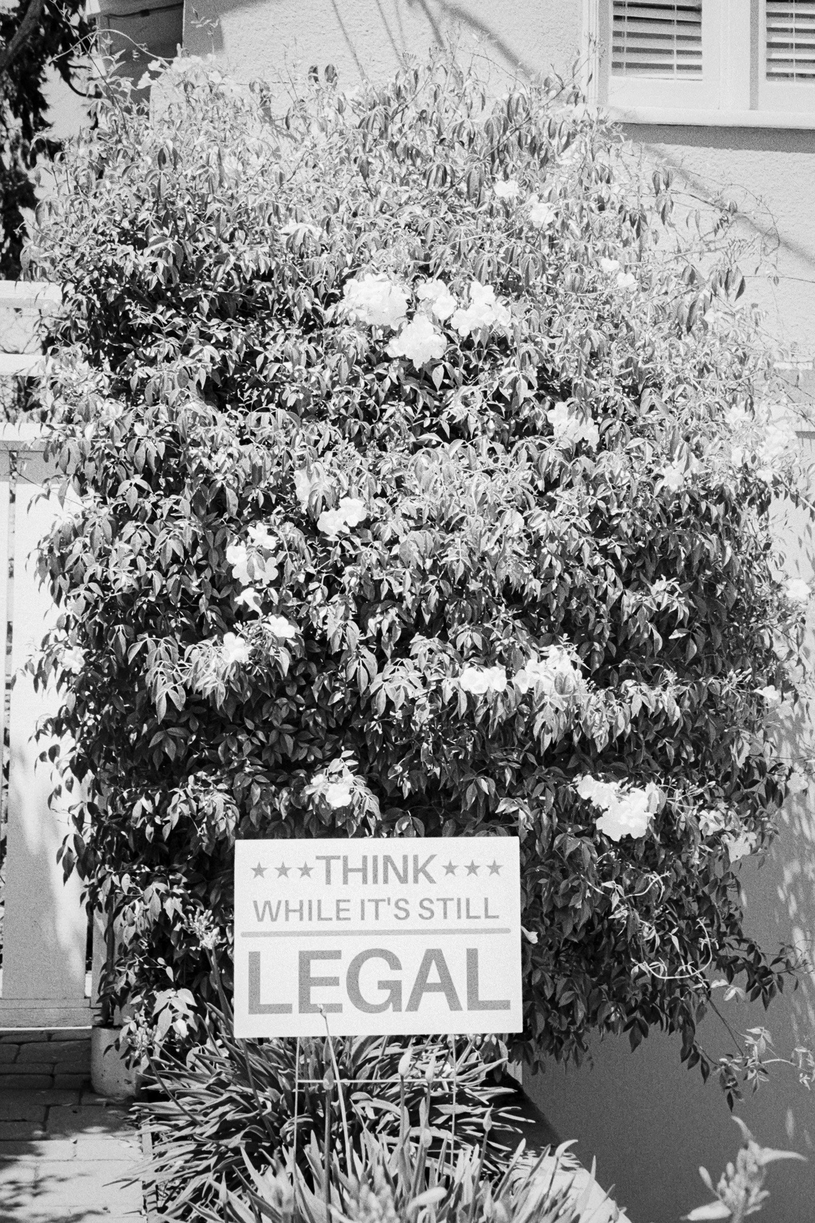 052024-OAK-R35S-TriX400-01 copy.jpg