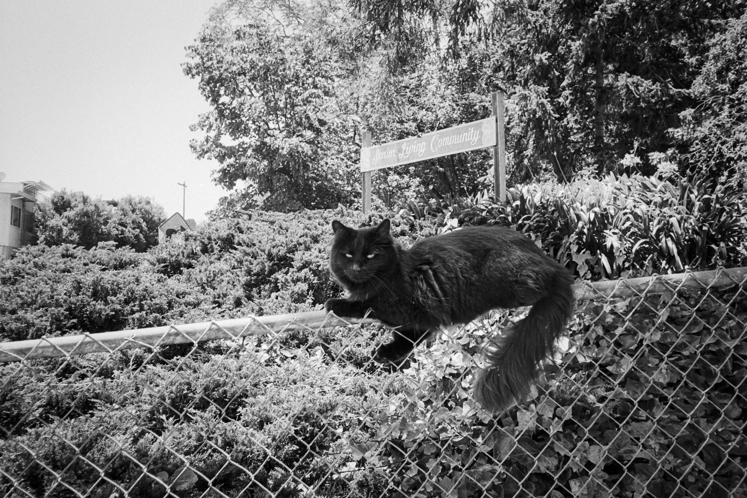 062024-OAK-OXA-TriX400-01 copy.jpg