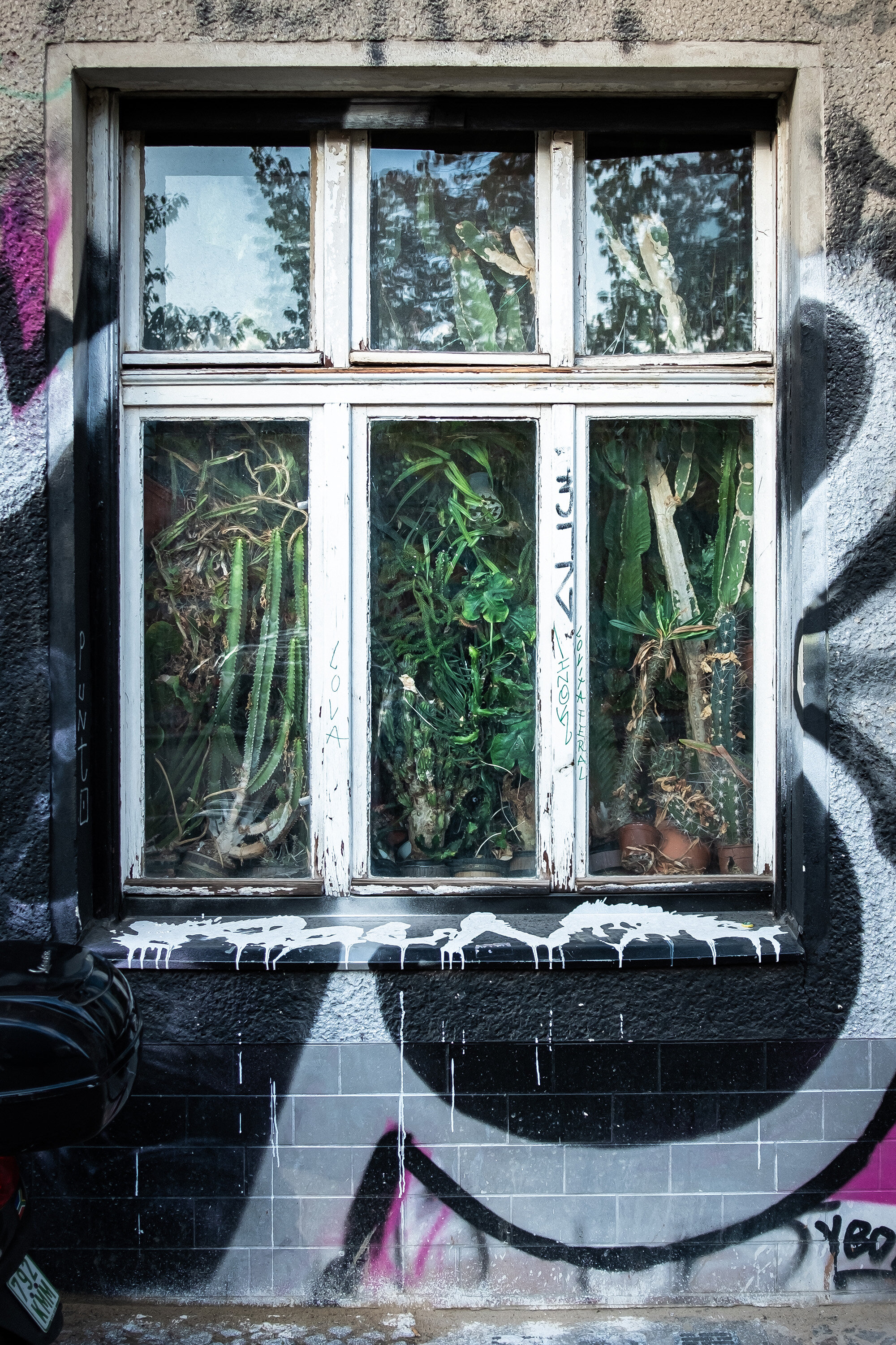 Fredricshane-Green-Window-Berlin-2019-01.jpg