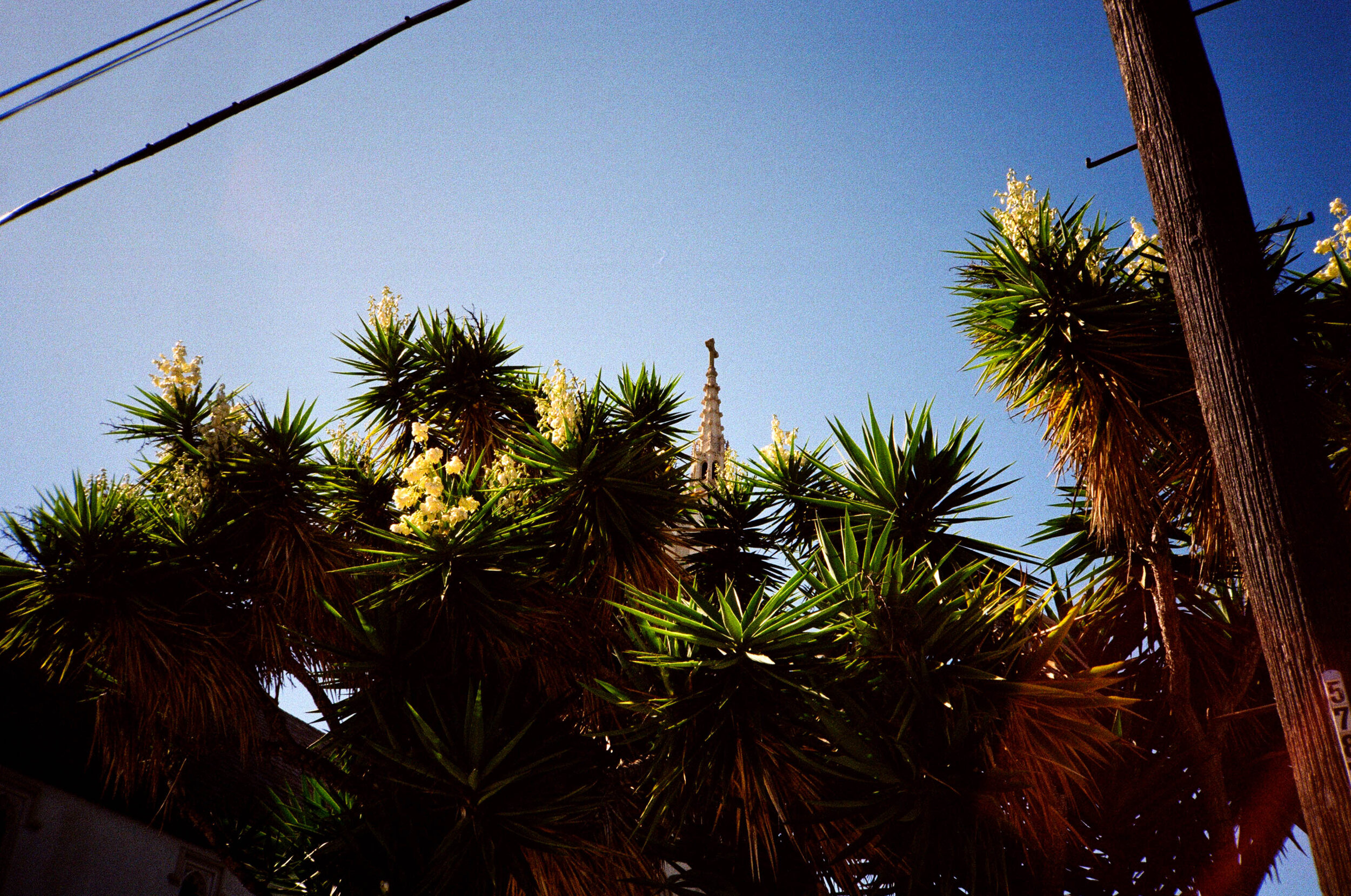 Palms-Cross.jpg