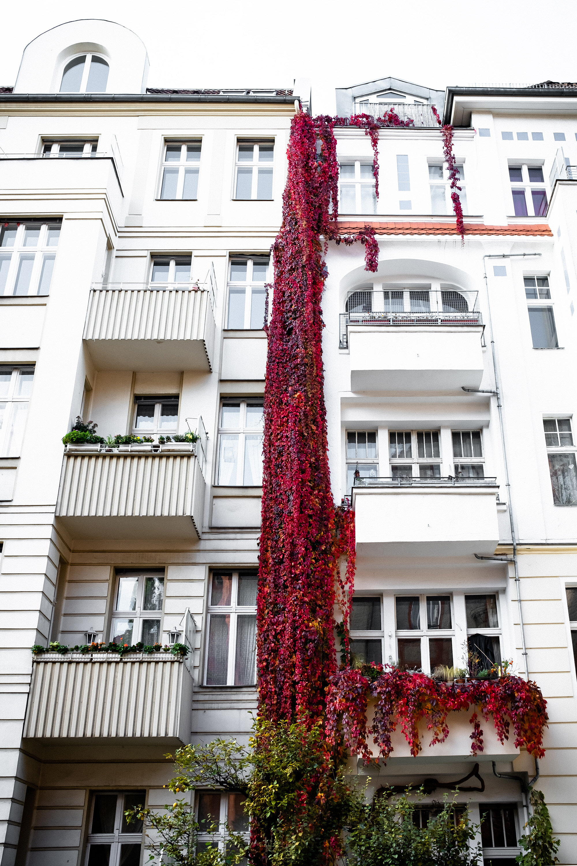 schoneberg-vine-fall-berlin-2019.jpg