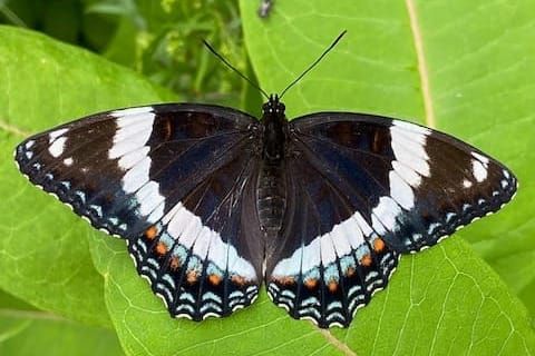 Welcome to the Highlands Common Newsletter