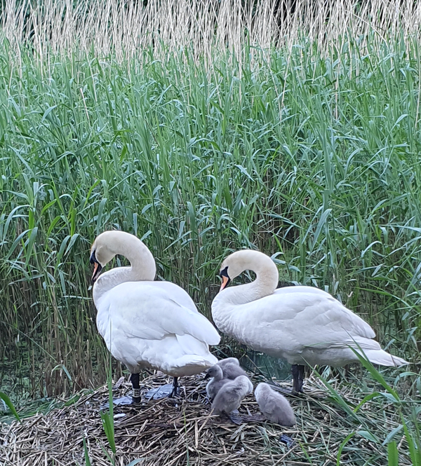 The Edinburgh Minute ⏰ Tuesday 4 June 2024