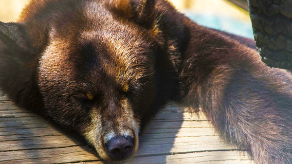 a photo of a sleeping bear 