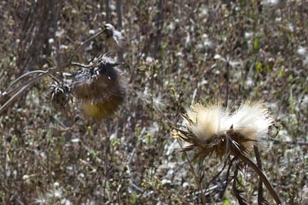 Poway Walk 02, Cross-eyed 3D, 9-6-2009